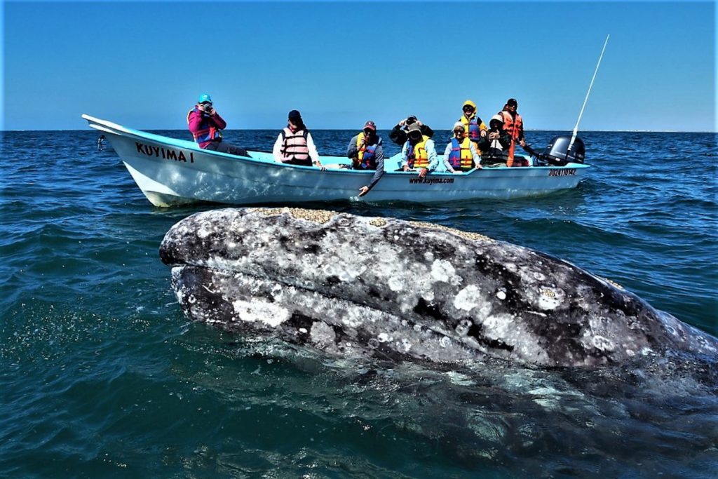Turistas observando a ballena gris