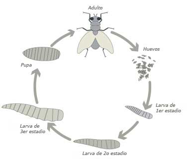 ciclo de vida de una mosca