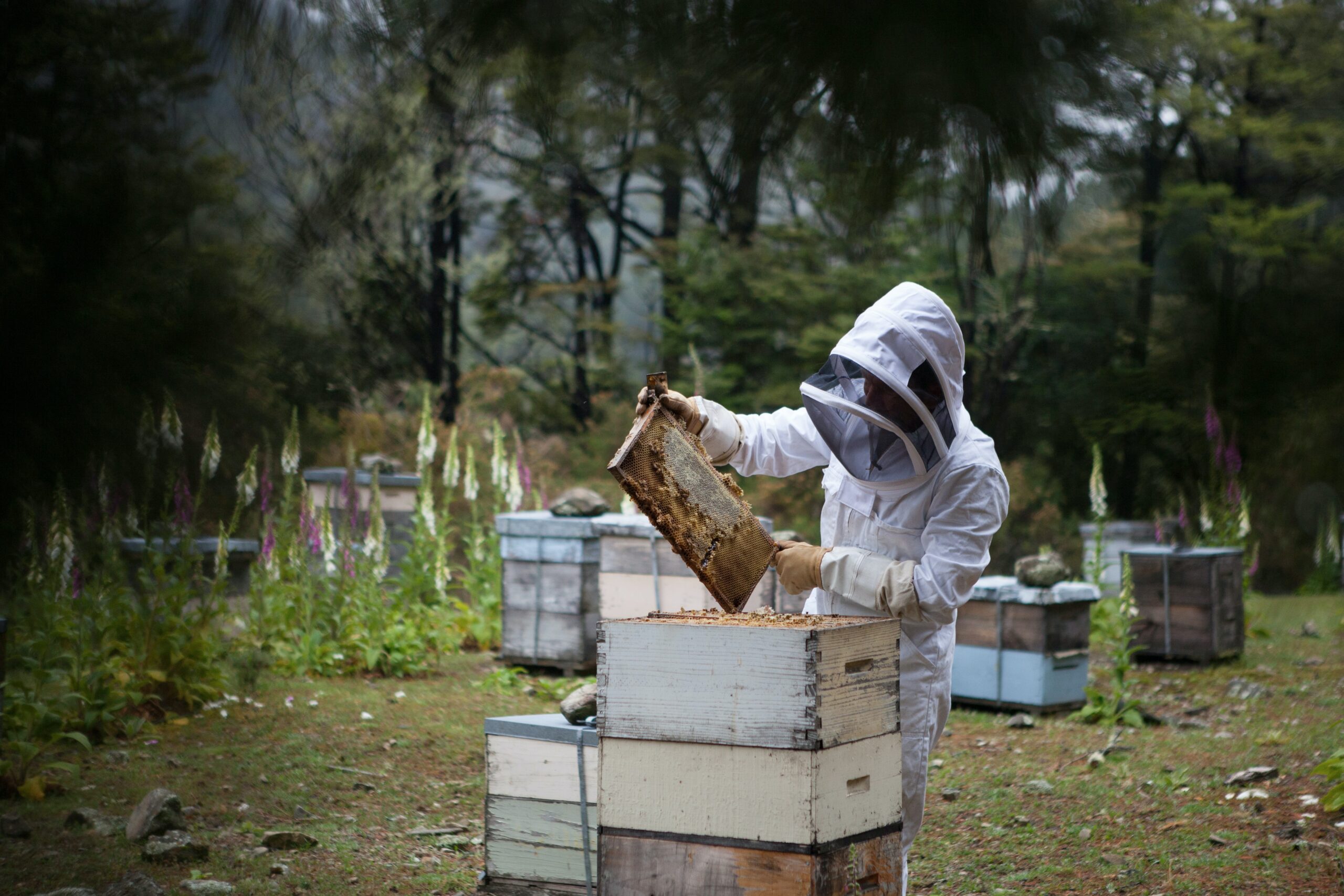 Miel de abeja: en Baja California se produjeron 120 toneladas en 2021