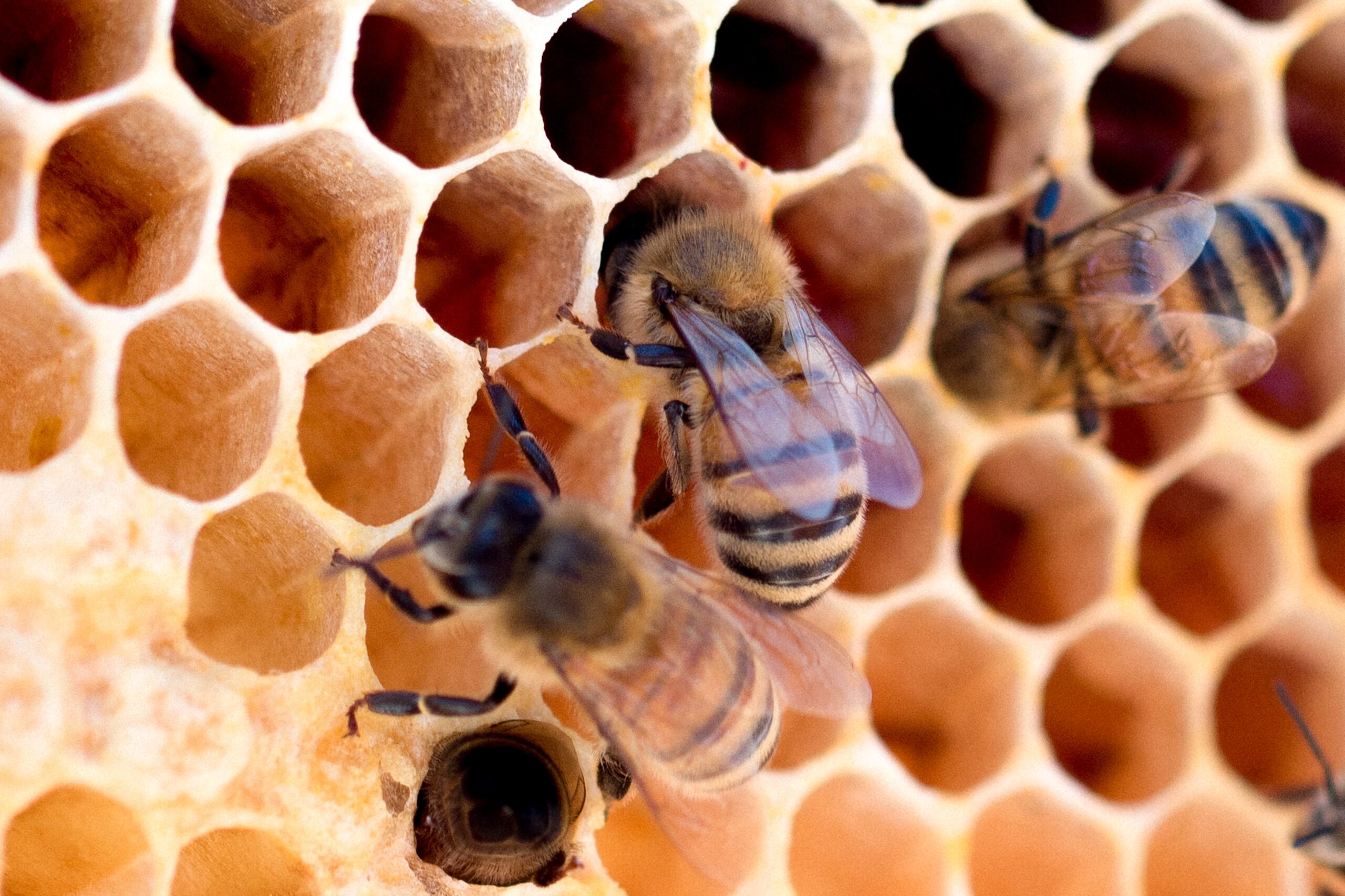 miel-de-abeja-en-baja-california-se-produjeron-120-toneladas-en-2021