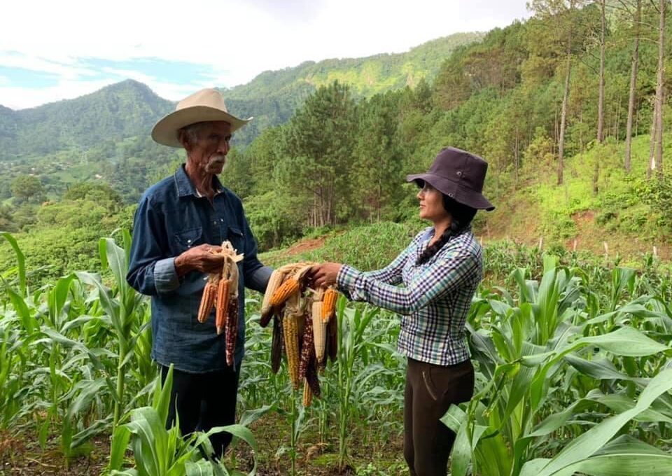 mujer y hombre mayor sostienen maíz