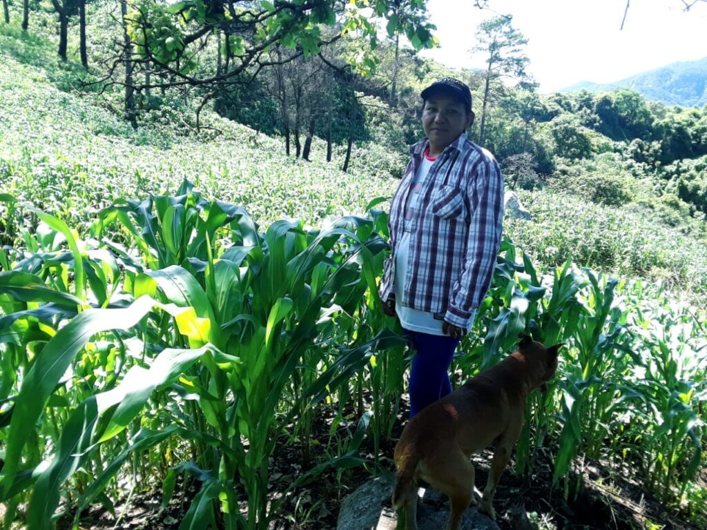 mujer de pie entre plantas de maíz