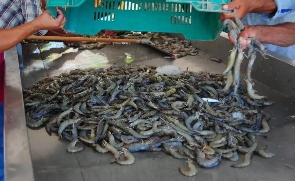 Camarones que han pescado ultimamente en la costa de Sinaloa. FOTO El Debate