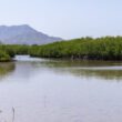 manglar-intacto-propiedad-de-la-nacion-Foto-Gerardo-Lopez