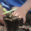 Niño plantando un arbol que dara frutos en un invernadero comunitario