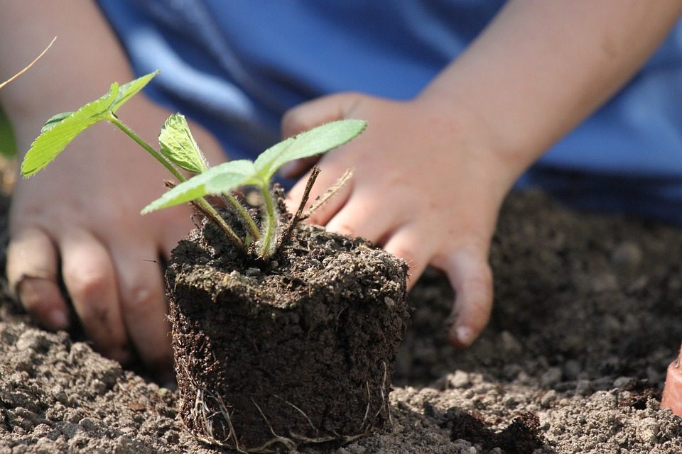 Niño plantando un arbol que dara frutos en un invernadero comunitario