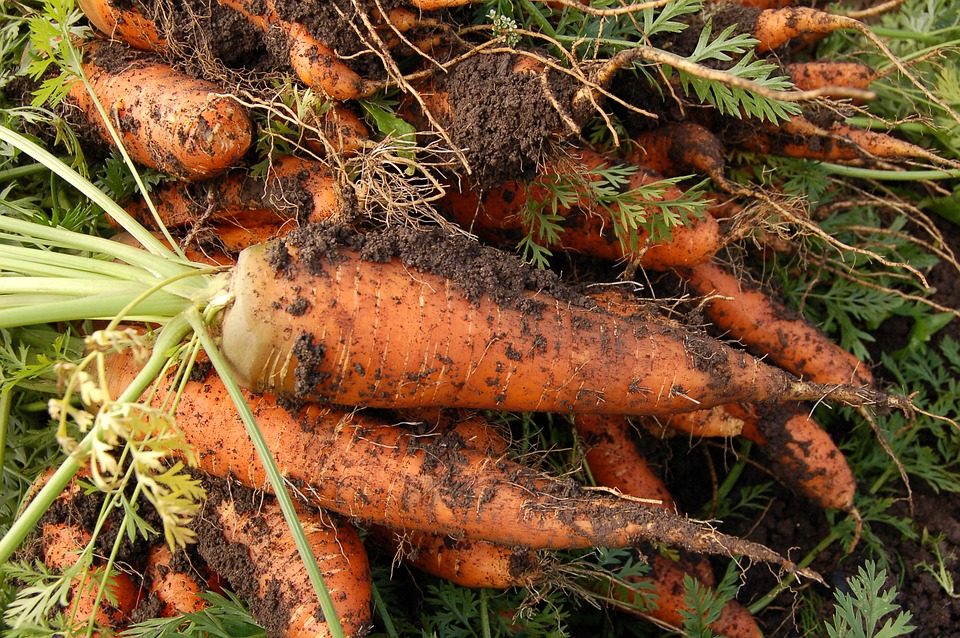 Muchas zanahorias recien sacadas de la tierra en un huerto comunitario