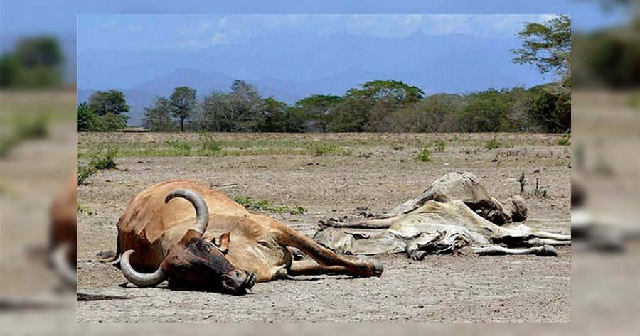 Sequia atipica afecta al ganado y acceso a agua en poblaciones lejanas de Durango