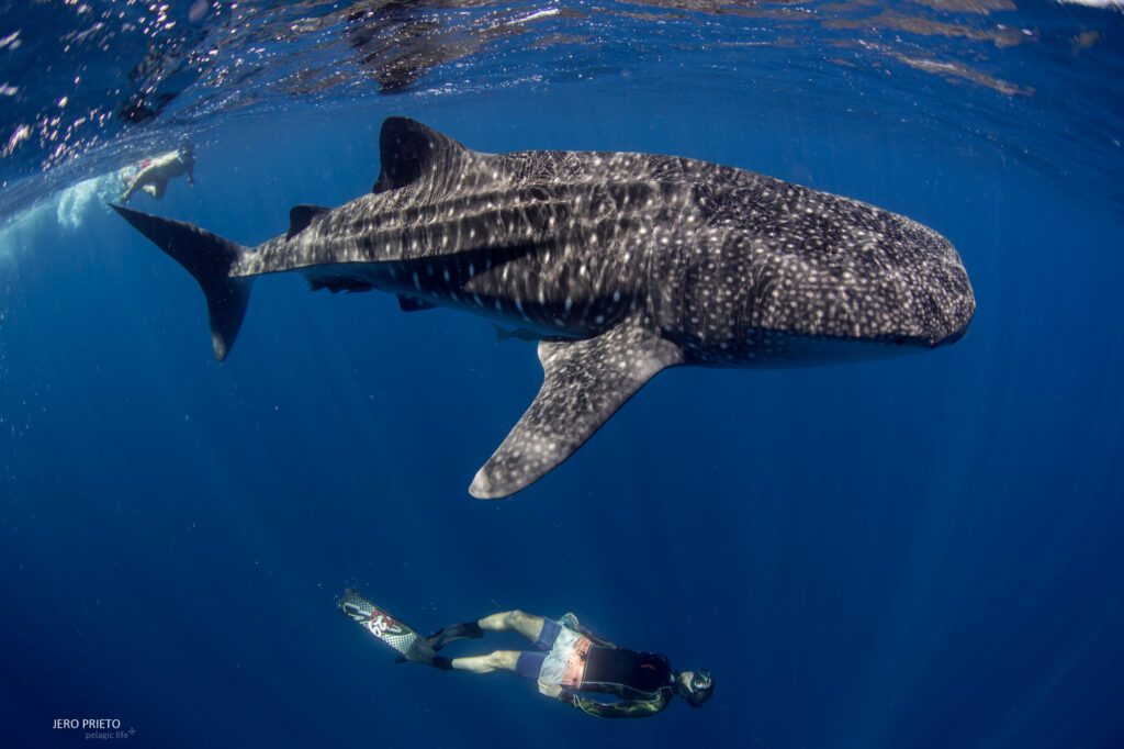 El tiburon ballena es una de las especies en peligro por la construccion de un puerto para megacruceros
