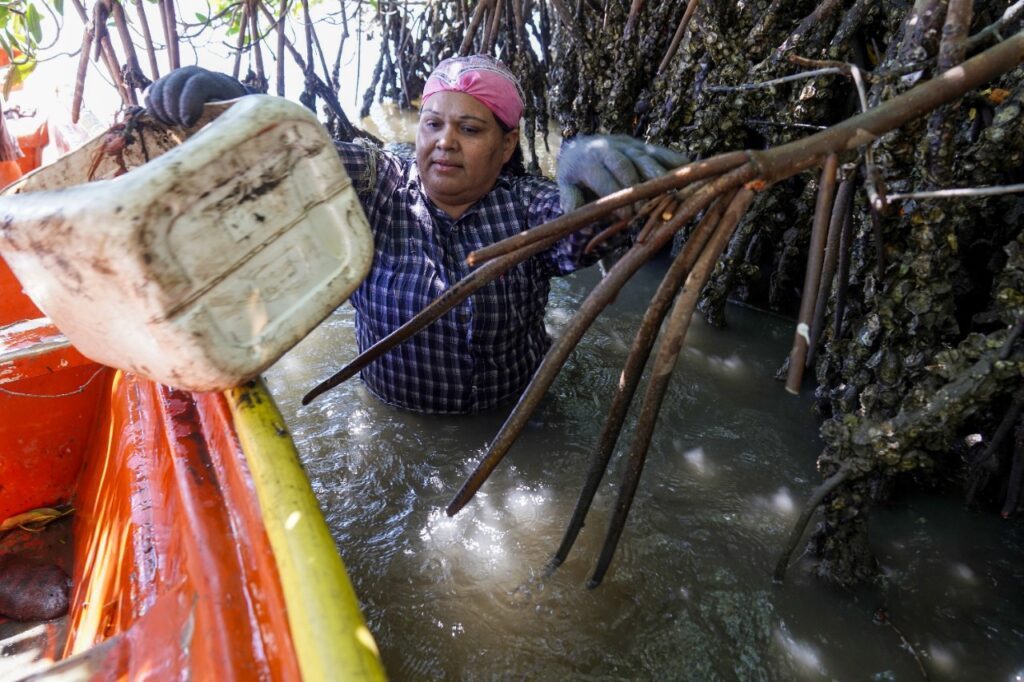 Mujeres costeras de sinaloa en labor de pesca