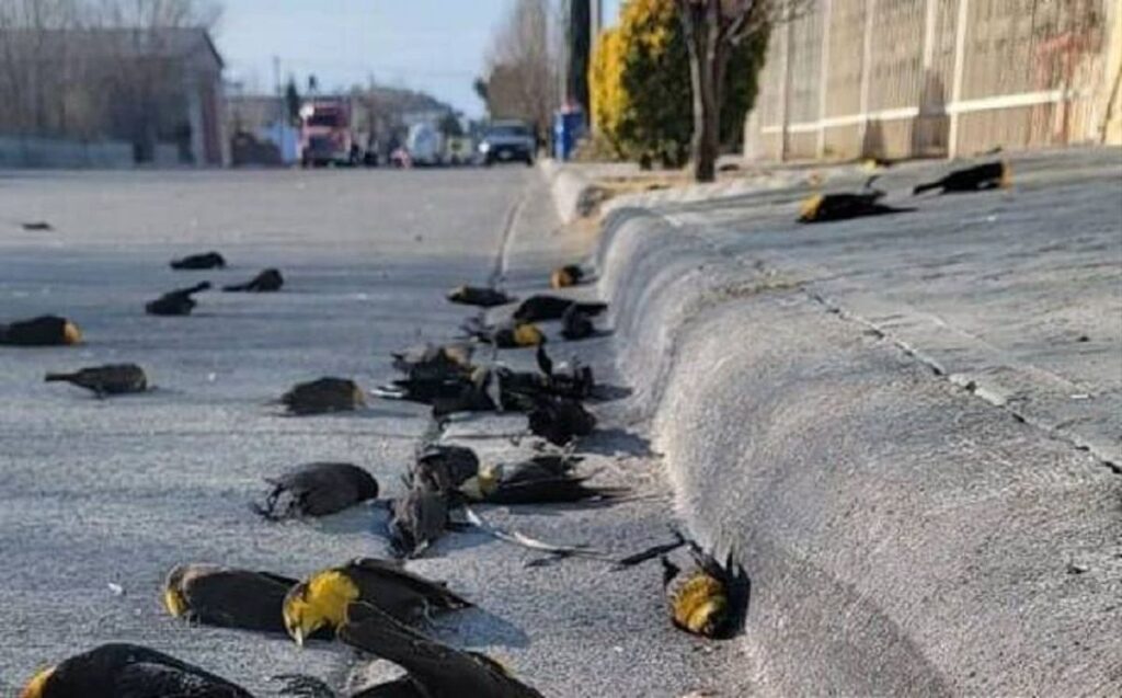 Aves tordos cabeza amarilla murieron por una descarga electrica