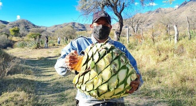 Campesino con una piña del agave con el que se hace bacanora. FOTO: Portal Rural Info.
