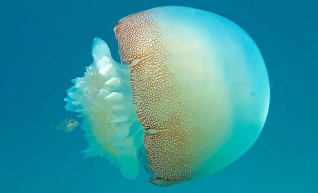 medusa bola de cañón