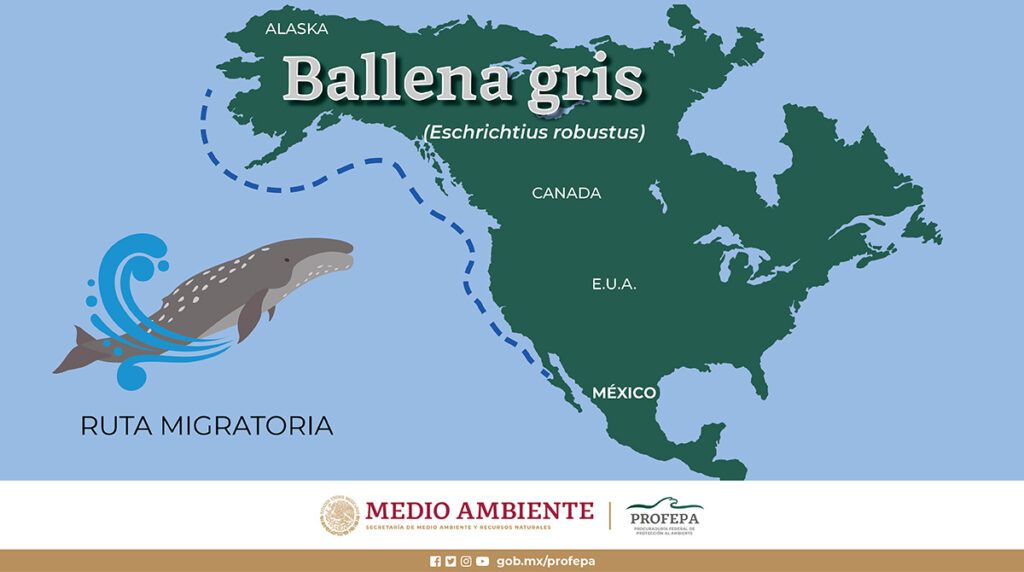 El recorrido de migracion de la ballena gris es el mas largo del mundo