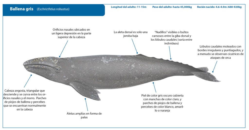 La cabeza de la ballena gris es pequeña en comparacion con su cuerpo