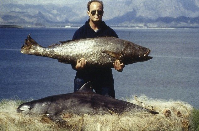 Hombre sosteniendo una totoaba pesacada ilegalmente, en estas redes tambien muere la vaquita marina