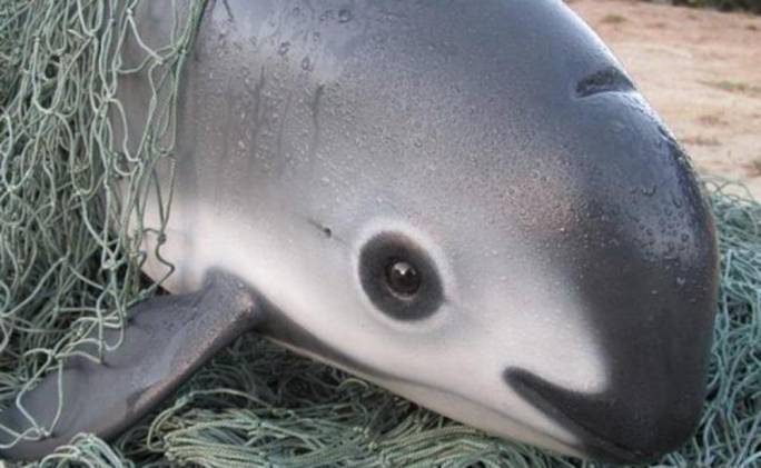 La vaquita marina tambiene esta en peligro de extincion debido a la pesca ilegal de totoaba