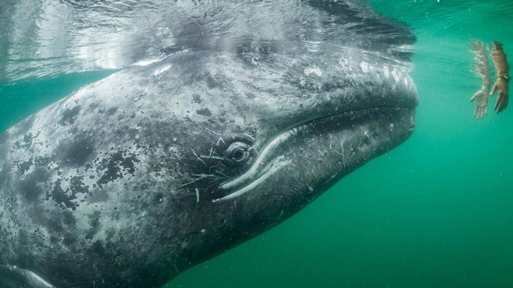 Las ballenas grises son amistosas en los contactos con los seres humanos
