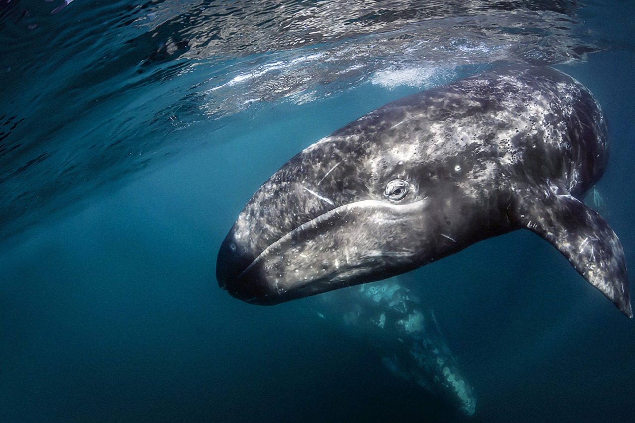 Conoce a la ballena gris, una especie muy mexicana