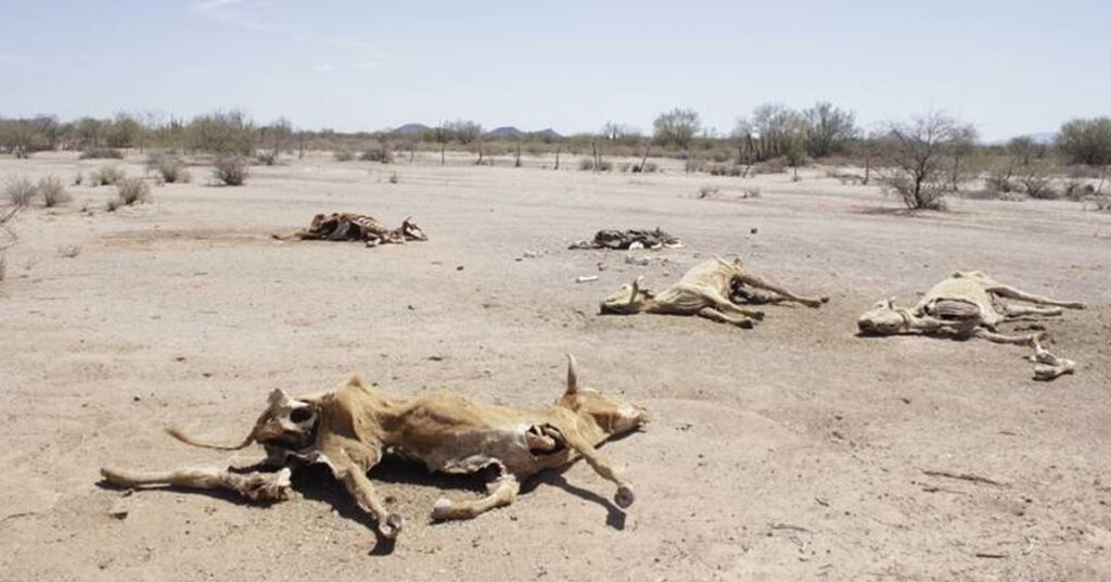 400 mil cabezas de ganado se perdieron por la sequia extrema en Sonora