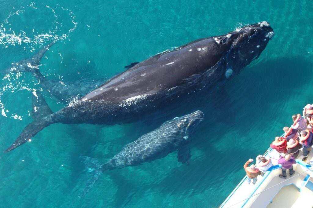 Las ballenas grises llegan a las aguas calidas de mexico para dar a luz a sus crias