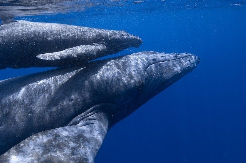 Las crias de la ballena gris pueden pesar entre 500 kilos y una tonelada