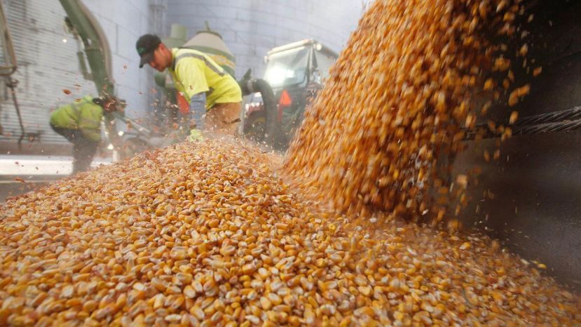 Granos de maíz son procesados por trabajadores. FOTO: Portal Centro Despacho Aduana.