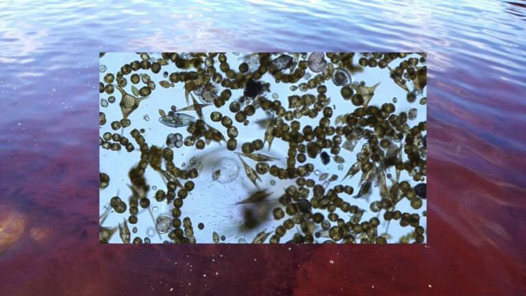 Mareas rojas por toxinas el algas en el Oceano Pacífico