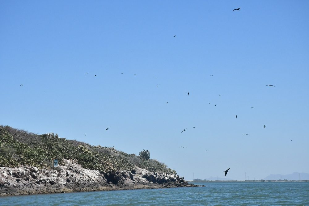 La bahía de Ohuira alberga a la mayoría de aves acuáticas migratorias que se encuentran en México en invierno. | Lucía Mimiaga/Sinaloa