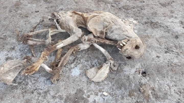 Los restos yacen sobre la arena y el cuerpo sigue sin ser identificado por autoridades o expertos. FOTO: Twitter del usuario Calvarie_Locus.