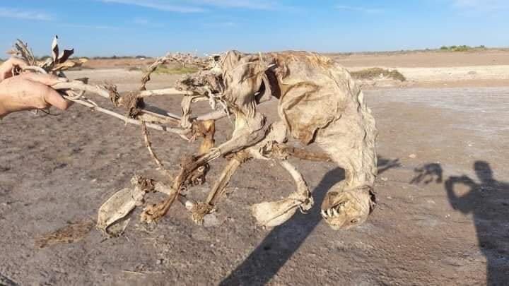 Los restos del animal extraño fueron esparcidos por internet y se le relacionan con el chupacabras. FOTO: Twitter.