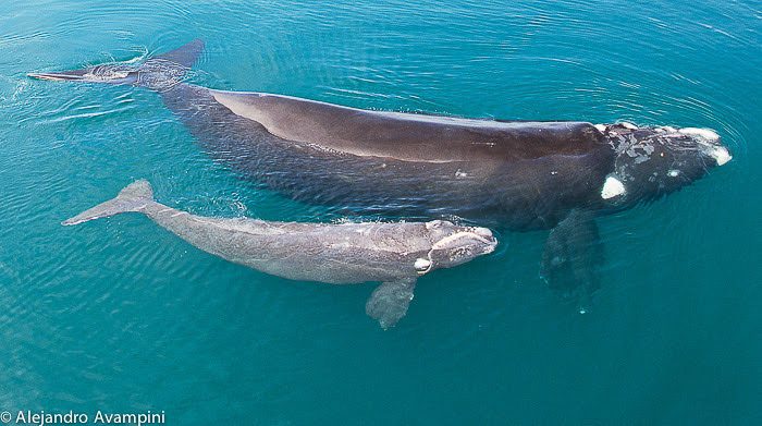 Ballenas grises dan a luz a sus crias en el santuario el vizcaino en BCS