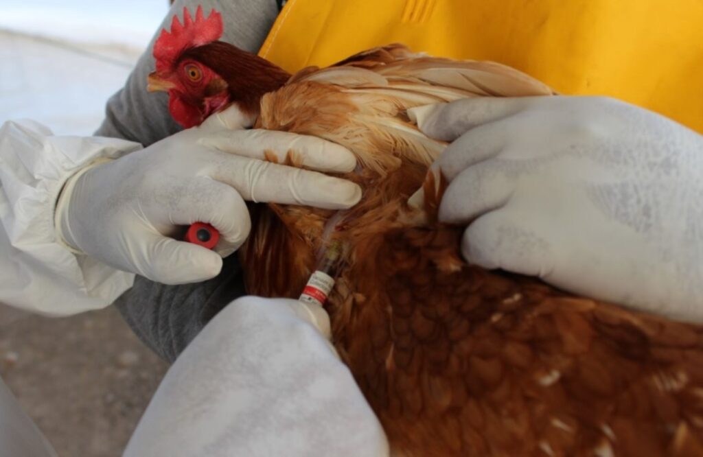 Cuatro granjas de Durango fueron detectadas con gripe aviar