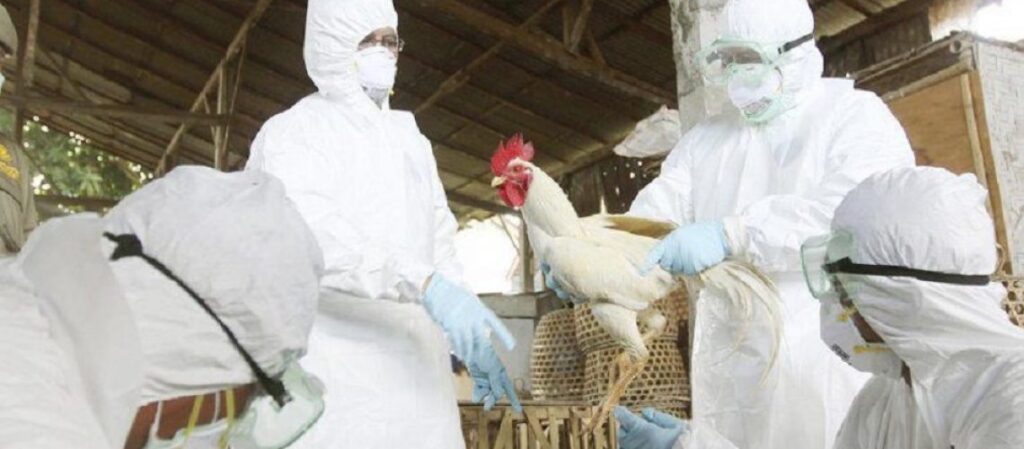 La produccion en las granjas estara suspendida hasta que la gripe aviar desaparezca