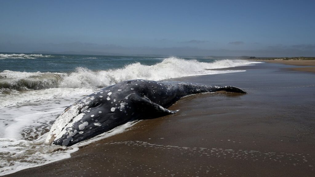 Han aumentado las muertes de ballenas grises durante los ultimos años