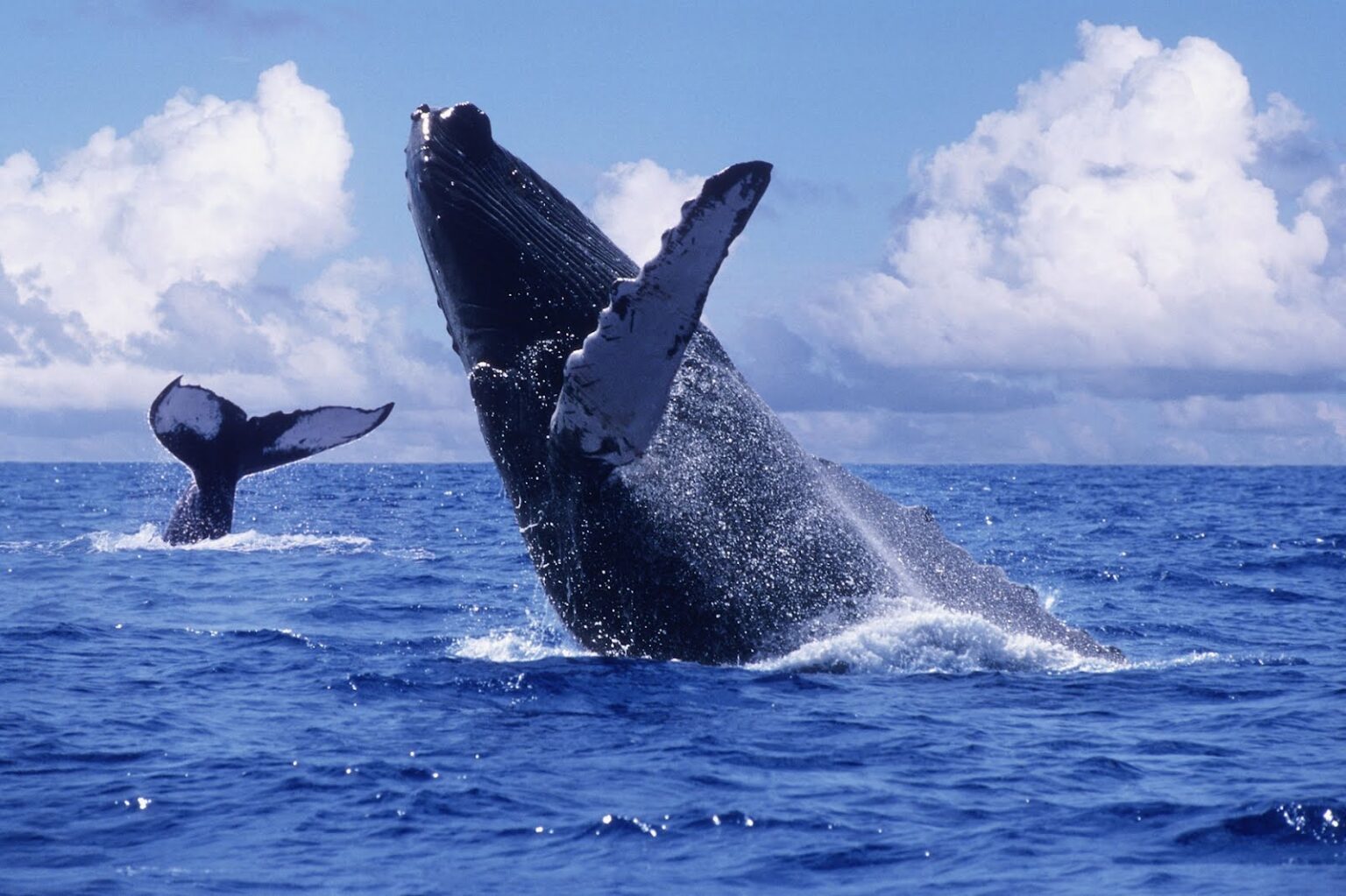 Santuario de ballenas El Vizcaíno en Baja California Sur: Patrimonio de ...