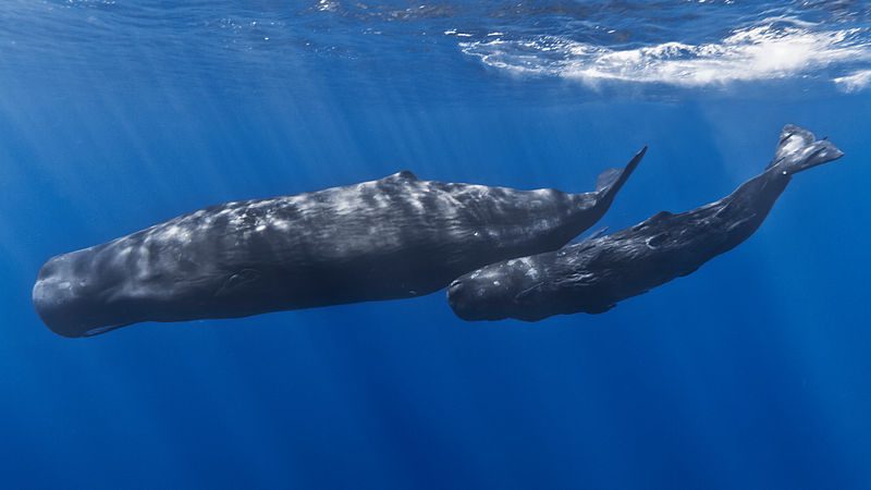 Ballenas grises migran a Baja California Sur a dar a luz a los balleantos