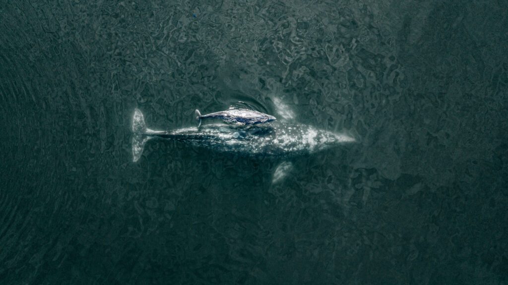 Toma aera de ballenas grises en el video Viajera del Noroeste