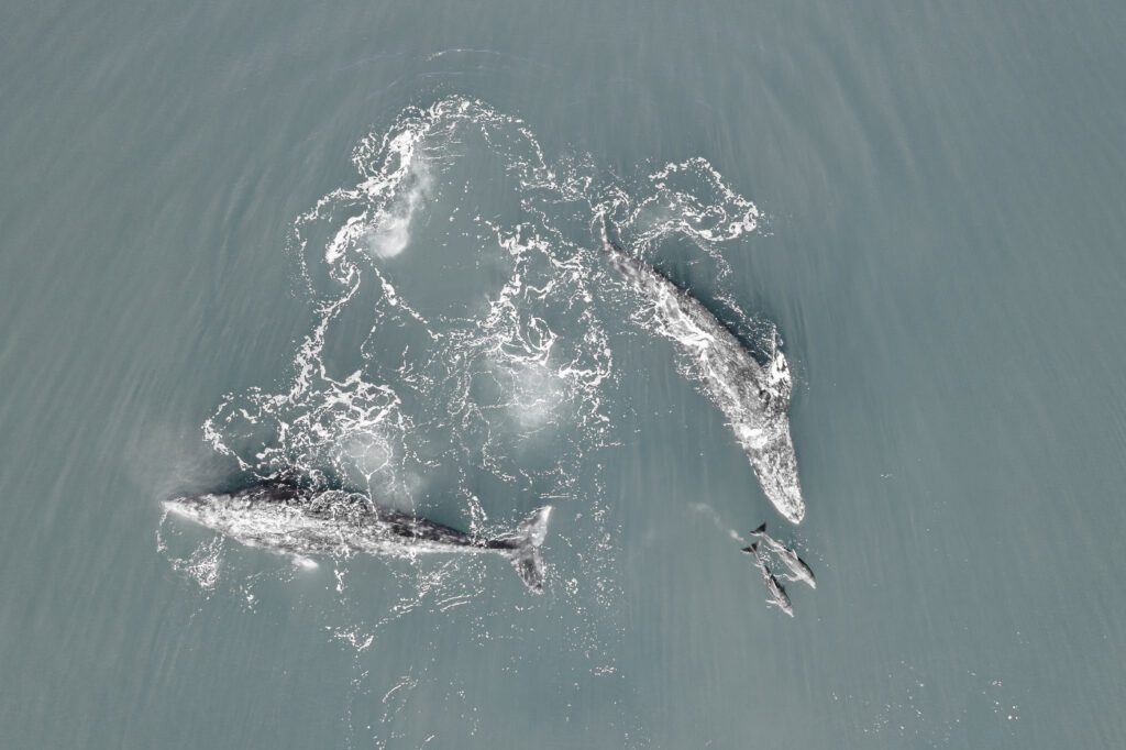 Ballenas grises y delfines juegan en video de Viajera del Noroeste