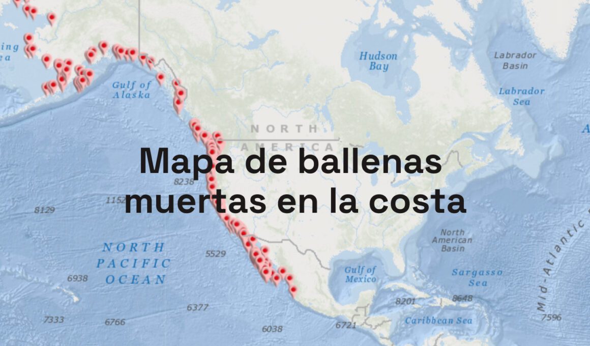 mapa de ballenas muertas en la costa del Pacífico