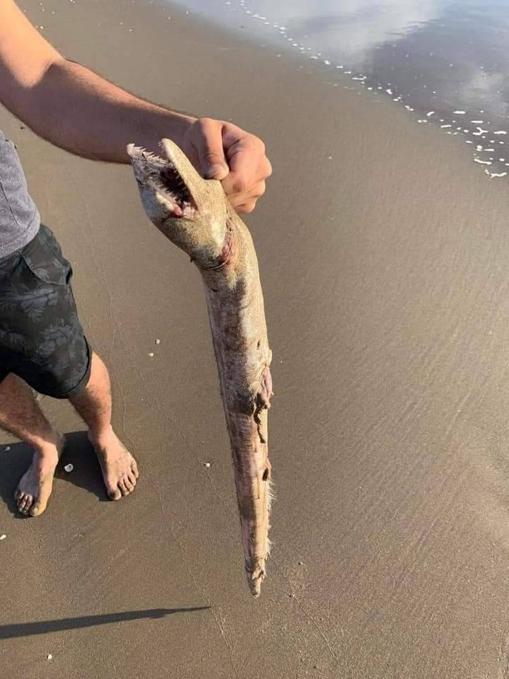 Foto del pez remo que encontró un turista en la playa El Siáric en Etchojoa, Sonora. FOTO: Portal Mundo Real.