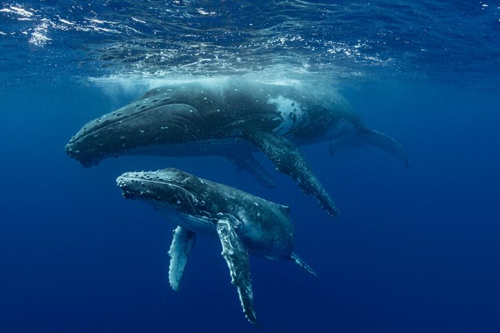 Ballenas azules. FOTO: Portal National Geographic.