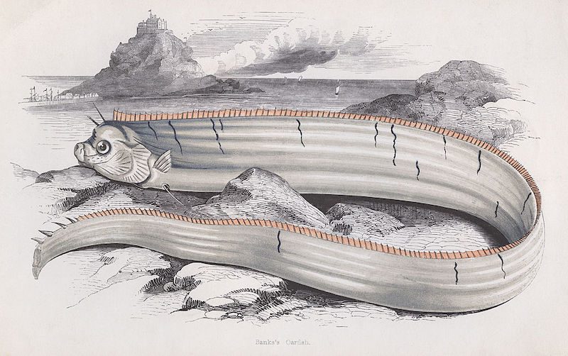 Ilustración de un pez remo (circa 1850). FOTO: Hulton Archive / Getty Images.