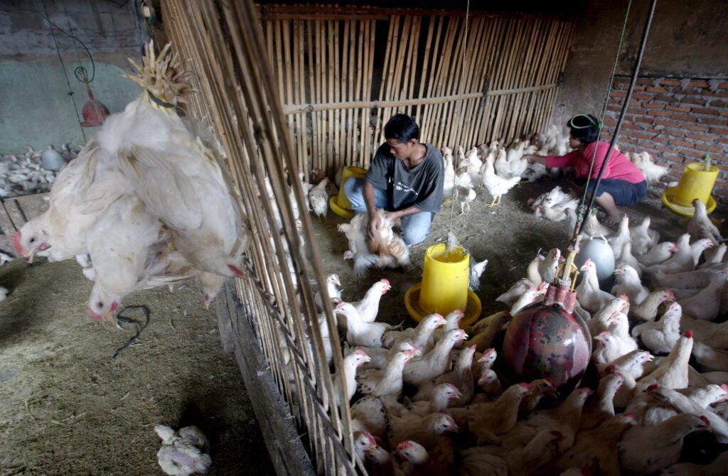 El contacto entre humanos y aves propicia el contagio de la gripe aviar. FOTO: Portal Público.ES.