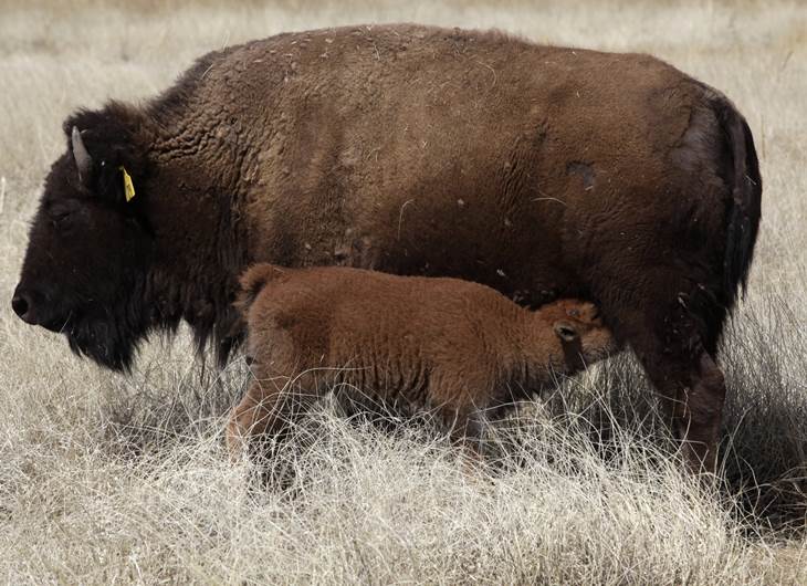 El espacio abierto es un pastizal. A primer plano se ve una cría pequeña de bisonte mamando de su madre. La madre, en su oreja izquierda, tiene un arete de identificación amarillo.