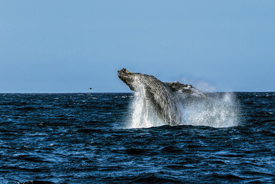 Se nota a una ballena gris que salta del agua y salpica. El agua tiene un color azul oscuro. El cielo es color azul claro. Observatorio turístico