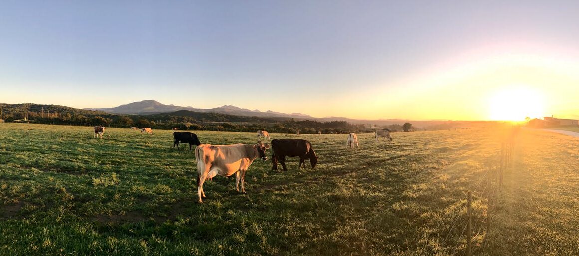 Vacas en el campo.