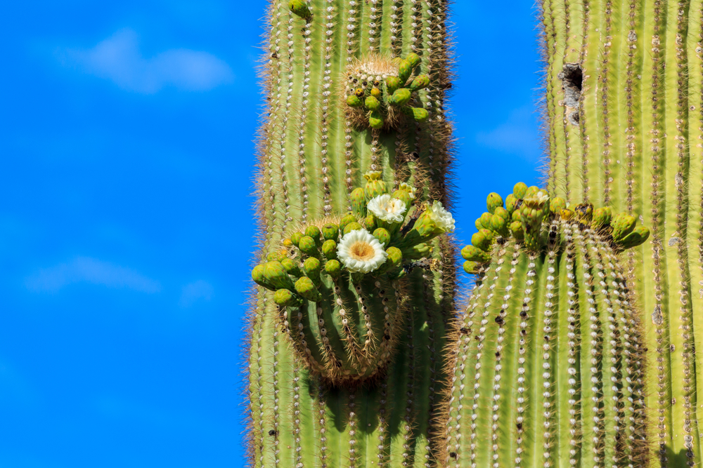 Flores blancas de un cactus, con el azul del cielo de fondo.