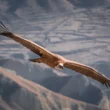 Un cóndor vuela con las alas extendidas