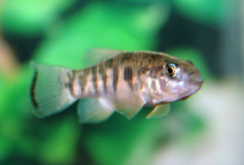 Es la imagen del Cachorrito de Julimes, un pez pequeño color plata con franjas de color oscuro.